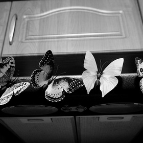 Бабочки на кухне.
