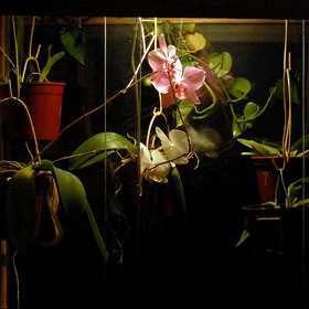 Предметное фото.Ночная орхидея.